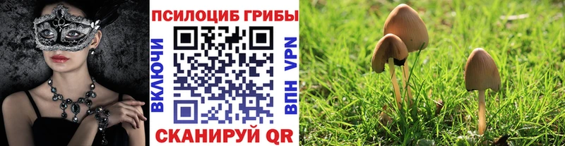 закладки Свободный Галлюциногенные грибы Psilocybine cubensis